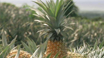 La Réunion : l’ananas, une éruption de saveurs et un goût royal (France 2)