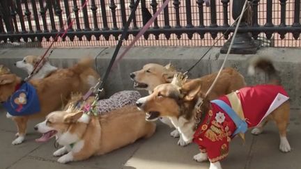 Vendredi 8 septembre, les Britanniques vont célébrer le premier anniversaire de la mort de la reine Elizabeth II. C’est le cas aussi des propriétaires de corgis qui se sont rassemblés dimanche devant Buckingham Palace (Londres, Royaume-Uni). (franceinfo)