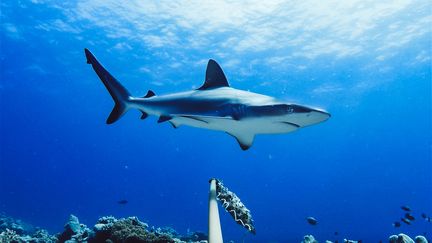 Un requin au large de l'Australie. (GLOBAL FINPRINT / AFP)