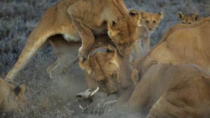 Chasse au phacochère par le groupe Vumbi, mené par une lionne portant un collier. Parc national du Serengeti, Tanzanie, 2011.
 (Michael Nichols / National Geographic Creative)