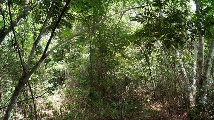 Une forêt tropicale de 30 ans. (CIRAD)