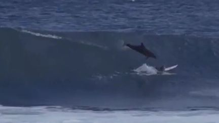 Capture d'écran d'une vidéo montrant un dauphin percuter un surfeur, en Australie.&nbsp; (STAB / VIMEO)