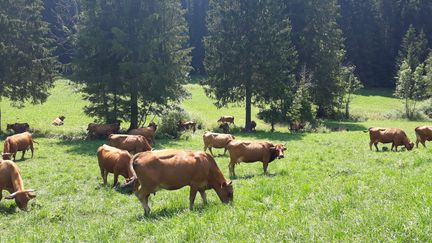 Troupeau de vaches dans les alpages de Chartreuse. (VÉRONIQUE PUEYO / FRANCE-BLEU ISÈRE)