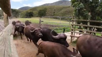 Afrique du Sud : le buffle, un animal dangereux pour l'homme