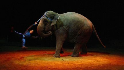 Pelouse de Saint-Cloud, au bois de Boulogne aux portes de Paris, un acrobate du Cirque Grüss réalise un numéro avec un éléphant, en 2003.
 (MARTIN BUREAU / AFP)