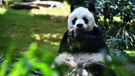 Le panda An An à Hong Kong, le 19 mai 2020. (ANTHONY WALLACE / AFP)