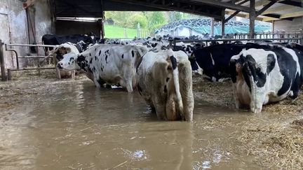 Inondations dans le Pas-de-Calais : un coup dur pour les entreprises (France 2)