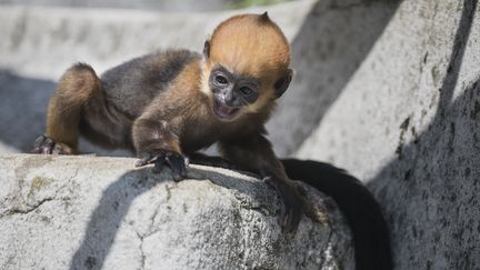 Seuls 29 parcs zoologiques (dont&nbsp;8&nbsp;en Europe) abrite des&nbsp;Langurs de François, dont il ne subsisterait que 2 000 individus dans la nature, et 133 dans les zoos.&nbsp; (SEBASTIEN BOZON / AFP)