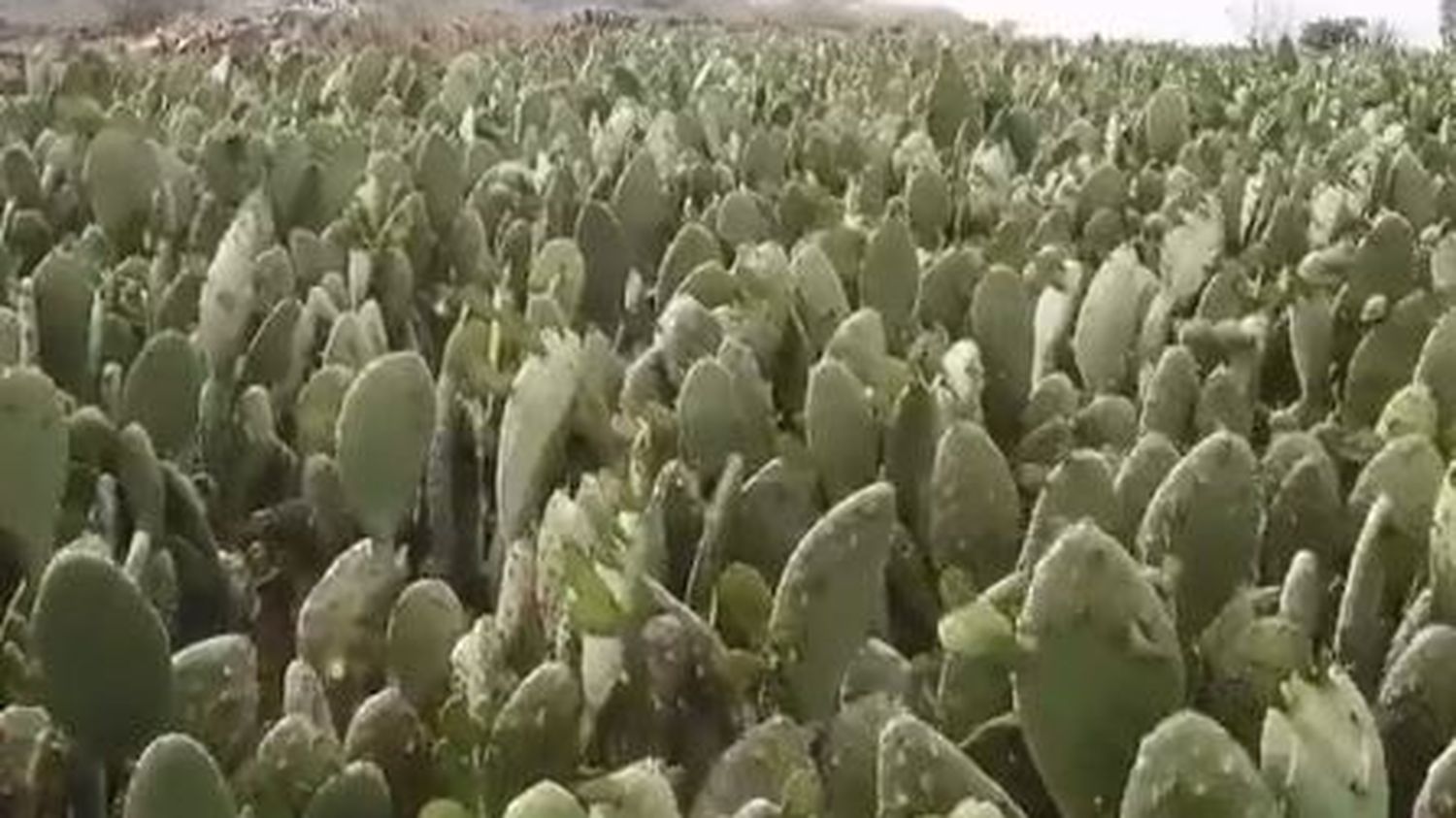 VIDEO.  México se enorgullece de comer cactus