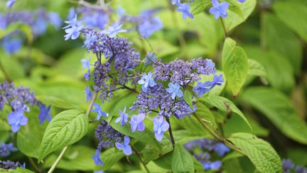 Hydrangea serrata 'Niyodo-Yae'. (ISABELLE MORAND / DIDIER HIRSCH / RADIO FRANCE / FRANCE INFO)