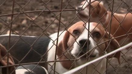 Le trafic illégal d'animaux a emmené les équipes de France 2 jusqu'en Hongrie. Des milliers de chiots de race traversent l'Europe pour des ventes jusqu'en France. (France 2)