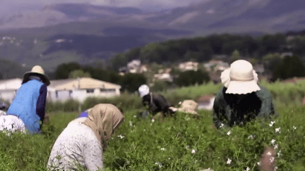 Alpes-Maritimes : la délicate récolte du jasmin (FRANCE 2)