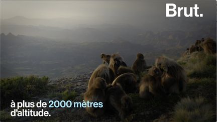 Sur les hauts plateaux d'Éthiopie, à plus de 2000 mètres d'altitude, vit un primate unique en son genre. Voici celui qu'on surnomme le "singe-lion".