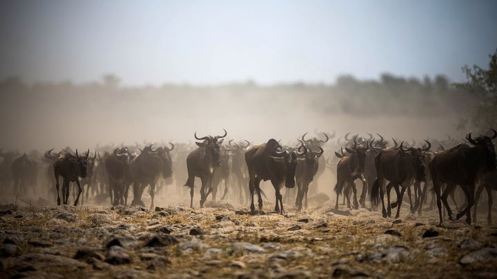 Des gnous au galop dans la r&eacute;serve nationale Masai Mara (Kenya), le 29 septembre 2015. (STUART PRICE / MAKE IT KENYA / AFP)