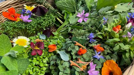 A basket of wild plants, young shoots and edible flowers.  (FRANCK DAUMAS / FRANCE-BLEU DROME-ARDECHE)