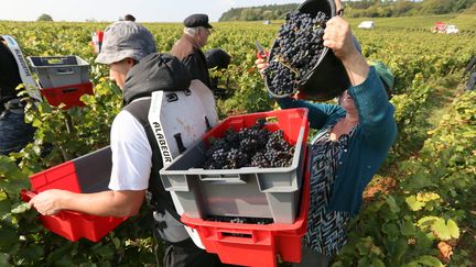 Les vendanges dans une parcelle de Marsanney-la-Côte, près de Dijon, en 2014 (TARDIVON JC / MAXPPP)