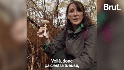 “Il faut être hyper prudent !” Les Français sont de plus en plus nombreux à partir à la cueillette aux champignons munis d’applications mobiles dédiées. Brut a échangé avec Aurélie Sanchez, mycologue, qui met en garde contre les dangers de ces applications aux données parfois imprécises.