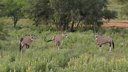 États-Unis : des chasses d'animaux d'Afrique organisées en plein Texas