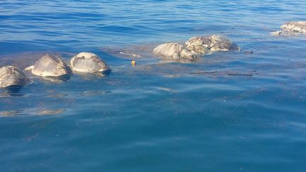 Ces tortues, découvertes, le 28 août 2018 au large du Mexique, étaient immobilisées dans des filets de pêche interdits. (ESPECIAL / NOTIMEX / AFP)