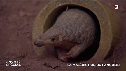 Envoyé spécial. La malédiction du pangolin (ENVOYÉ SPÉCIAL  / FRANCE 2)