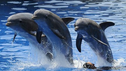 Trois dauphins sautent hors de l'eau à Madrid (Espagne). (DOMINIQUE FAGET / AFP)