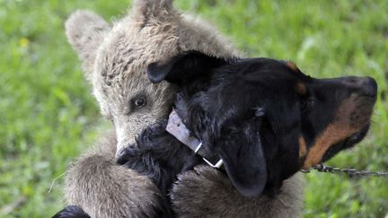 Un ourson joue avec un chien dans le village de Podvrh (Slov&eacute;nie), le 1er juillet 2011. (SRDJAN ZIVULOVIC / REUTERS)