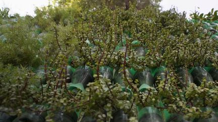 Inde : des jardins verticaux sur les murs grâce aux bouteilles en plastique