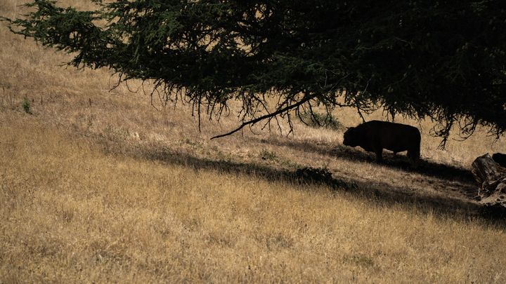 Une vache à l'abri du soleil sous un arbre, à Courzieu, dans le Rhône, le 5 août 2022. (NICOLAS LIPONNE / HANS LUCAS / AFP)