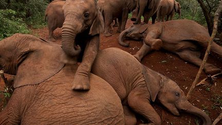 Michael Nichols a été membre de Magnum Photos de 1982 à 1995. A partir de 1996, il collabore avec le magazine National Geographic. Il a passé de longs mois à suivre certaines espèces, notamment de grands singes et félins, ainsi que des éléphants, s'aventurant pour cela dans le bassin du Congo, dans la savane ou dans l'ouest américain. Natif de l'Alabama, son travail l'a conduit aux coins les plus reculés du monde. Il est devenu photographe pour le National Geographic Magazine en 1996 et a été nommé rédacteur à-Large en Janvier 2008, la prestigieuse coopérative fondée par Henri Cartier-Bresson et Robert Capa. (Michael Nichols / National Geographic Creative)