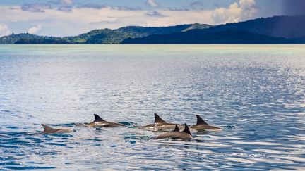 Des dauphins à Mayotte, en février 2009.&nbsp; (BRUSINI AURELIEN / HEMIS.FR / AFP)