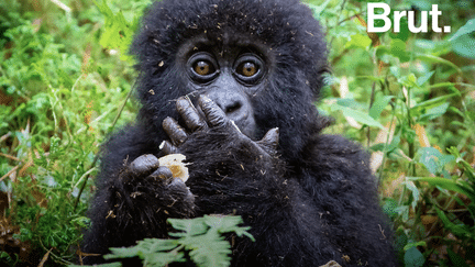 C’est une bonne nouvelle pour l’environnement. Dans le parc national du Virunga, situé en République démocratique du Congo, la population des gorilles est en augmentation.