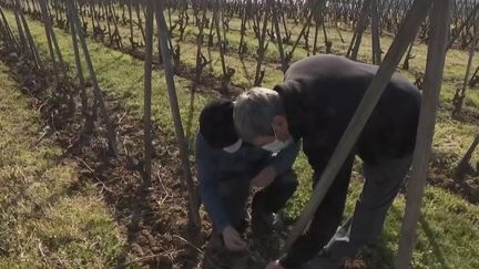 Viticulture : le gel ravage les vignobles. (FRANCE 2)