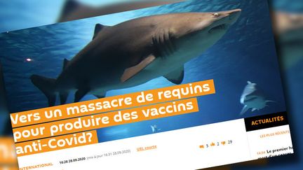 Une ONG américaine affirme qu'un demi-million de requins pourraient être sacrifiés pour obtenir un vaccin contre le Covid-19 (Capture d'écran d'une article du site Sptuniknews)