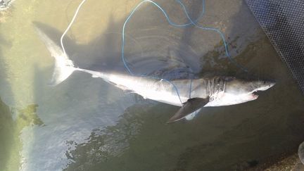 &nbsp; (Le requin blanc pêché en baie de Saint-Paul. © CRPMEM)