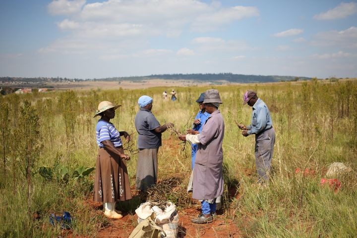 Récolte de haricots au sud de Johannesburg, le 29 avril 2019 (REUTERS - SIPHIWE SIBEKO / X90069)