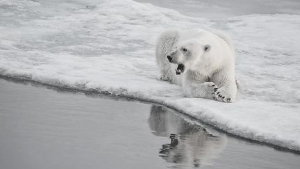 Un ours polaire au Canada, le 6 février 2018.&nbsp;&nbsp; (VINCENT TRUCHET / BIOSPHOTO / AFP)