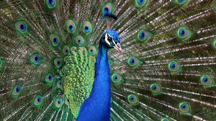 Un foyer de grippe aviaire détecté dans un parc en Dordogne, 80 oiseaux vont être abattus