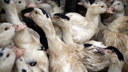 Un élevage de canards destiné à l'abattge en raison de la grippe aviaire à Toulouse (Haute-Garonne), le 13 janvier 2021.&nbsp; (ALAIN PITTON / NURPHOTO / AFP)