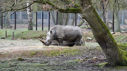 Un rhinocéros blanc au zoo de&nbsp;Thoiry (Yvelines), le 8 mars 2017. (MUSTAFA YALCIN / ANADOLU AGENCY)