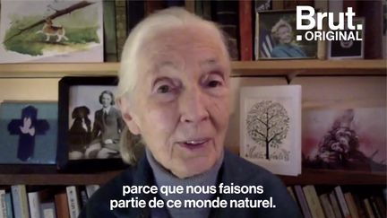 VIDEO. Comment les travaux de Jane Goodall ont-ils transformé notre perception des animaux ? (BRUT)