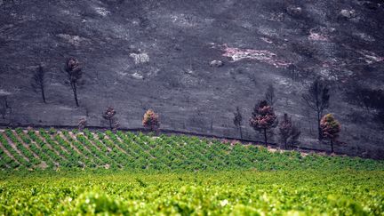 Un champ vierge et des hectares de v&eacute;g&eacute;tation br&ucirc;l&eacute;s dans l'incendie &agrave; Orgon (Bouches-du-Rh&ocirc;ne), le 26 ao&ucirc;t 2012.&nbsp; (GERARD JULIEN / AFP)