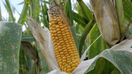 Les surfaces agricoles consacr&eacute;es aux organismes g&eacute;n&eacute;tiquement modifi&eacute;s ont atteint 181,5 millions d'hectares en 2014, selon une association pro-OGM. (ALAIN LE BOT / PHOTONONSTOP / AFP)