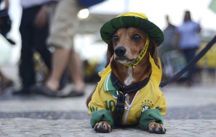 &nbsp; (Même les chiens de Copacabana sont habillés aux couleurs auriverde © Reuters)