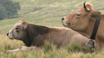 Sécheresse : l’inquiétude des éleveurs du Cantal