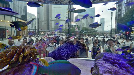 et qui contemple qui, de ces poissons ou de ces passants? C'est la question que l'on peut se poser devant cet immense aquarium disposé au Sony square (carrefour sony) à Tokyo. Une exposition estivale qui se tient dans la capitale nippone du 17 juillet au 28 août 2016. Le but est de familiariser les Japonais des îles du nord de l'archipel avec la faune maritime de l'île d'Okinawa au sud.

 (KAZUHIRO NOGI / AFP)