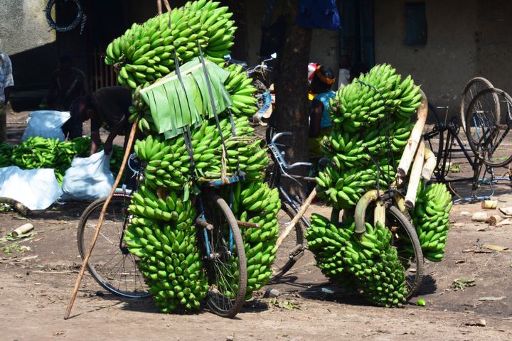 Vélos chargés de bananes en Ouganda, le 1er décembre 2016 (REUTERS - ANTOINE LORGNIER / BIOSPHOTO)