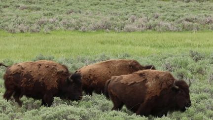 États-Unis : la renaissance du bison, symbole de l'Ouest américain