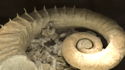 Une ammonite, pièce extraordinaire de cette collection
 (F3/culturebox)