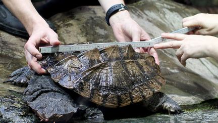 Rafaello la tortue est mesur&eacute;e &agrave; l'Aquarium du zoo de Hagenbeck (Allemagne) (MALTE CHRISTIANS / MAXPP)