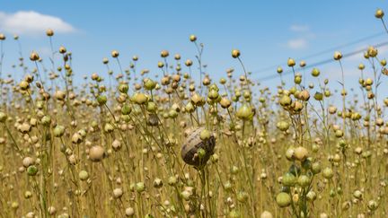 La Normandie et les Hauts de France sont les deux régions à produire le lin : utilisé dans le textile ou la corderie, le lin est aussi source d'Oméga 3 et trouve de nombreuses applications par sa culture plus respectueuse de l'environnement.&nbsp; (M.ASTAR/SIPA)